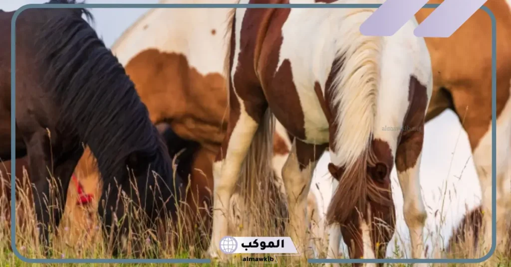 تفسير حلم الحصان البني للعزباء