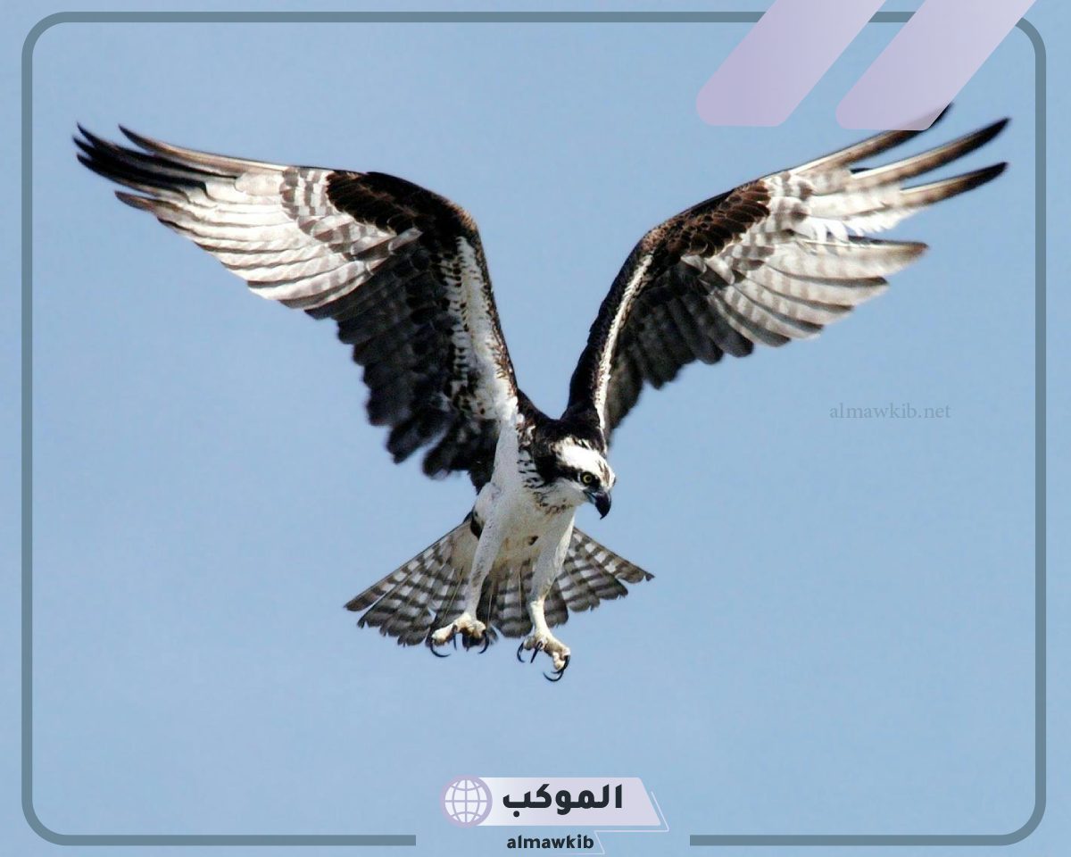 تفسير حلم النسر في المنام
