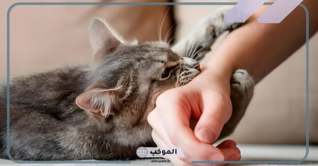 عضة القطة في المنام في اليد للرجل 