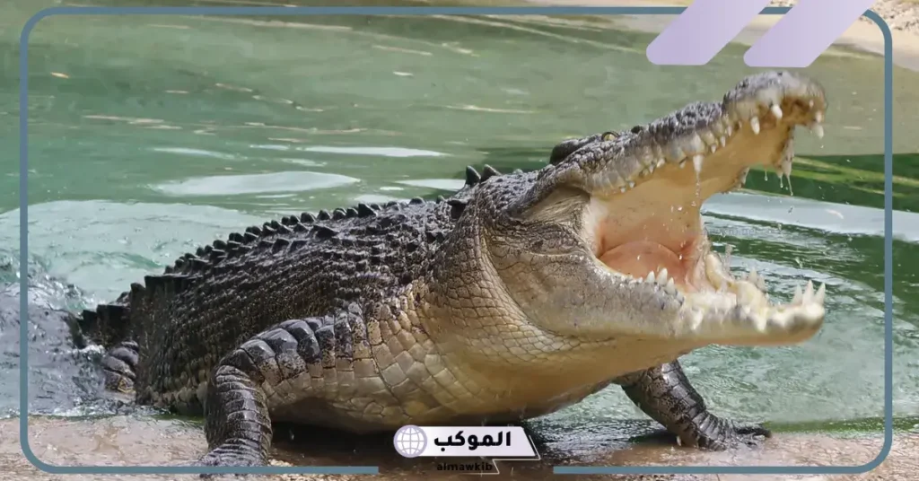 رؤية التمساح في المنام للرجل