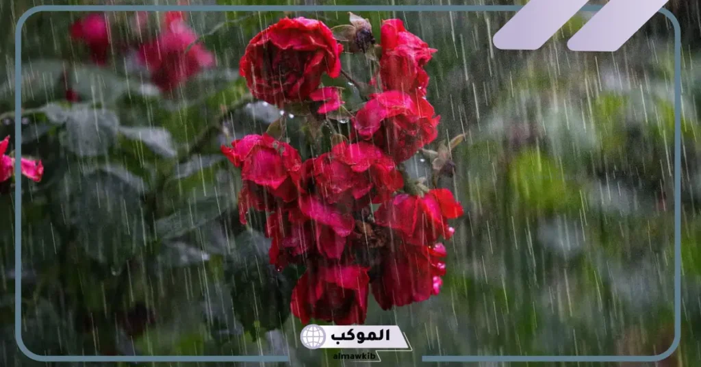 تفسير حلم المطر الخفيف للحامل