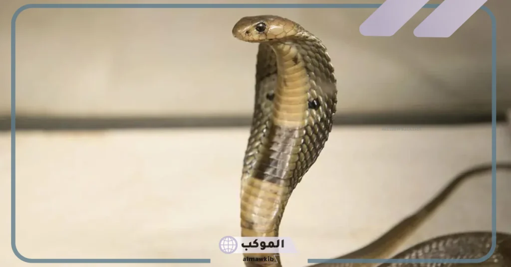 تفسير رؤية الثعبان في الحلم للعزباء والمتزوجة في المنام لابن سيرين 5 رؤية الثعبان في المنام للمتزوجة