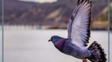 دلالة الحمام