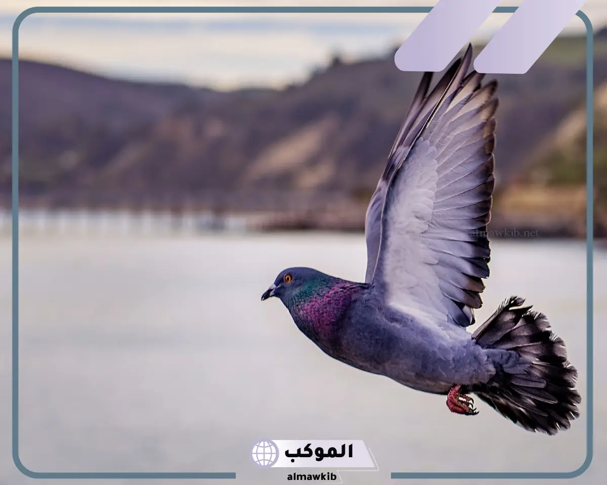 رؤية الحمام في المنام للعزباء لابن سيرين