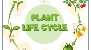 دورة حياة النباتات للأطفال