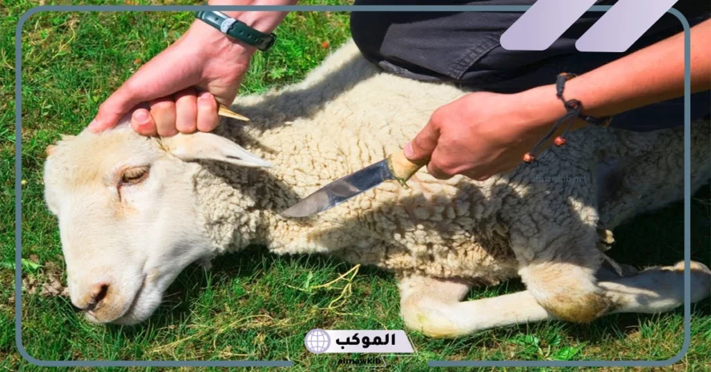 رمز الذبيحة في المنام نيه للمتزوجة والحامل والعزباء لابن سيرين 5 رؤية الذبيحة في المنام للرجل