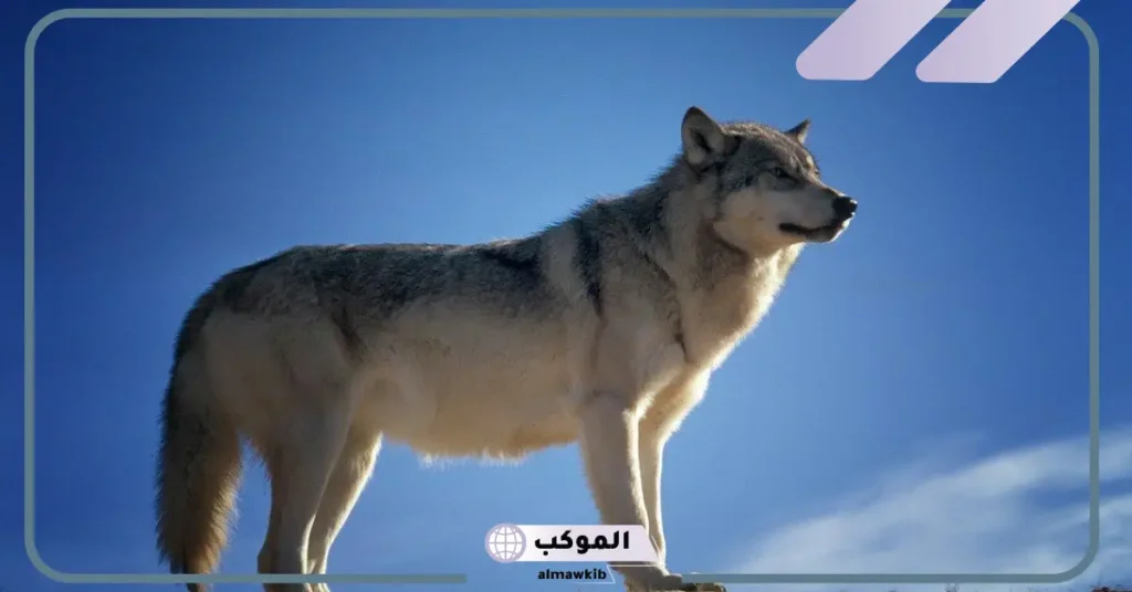 رؤية الذئب في المنام للعزباء