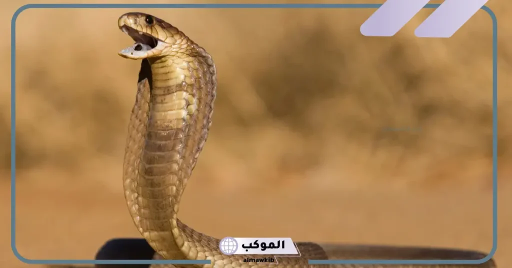 رؤية الثعبان الأحمر في المنام للحامل