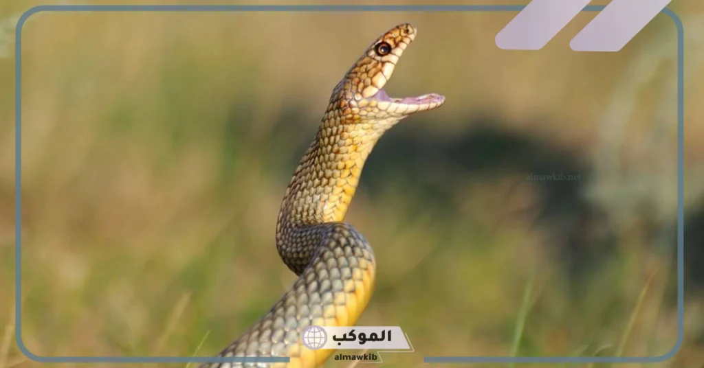 تفسير رؤية الثعبان في الحلم للعزباء والمتزوجة في المنام لابن سيرين 6 تفسير حلم الثعبان في البيت والخوف منها