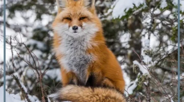 رؤية الثعلب في المنام للمتزوجة