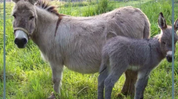 رؤية الحمار الصغير في المنام