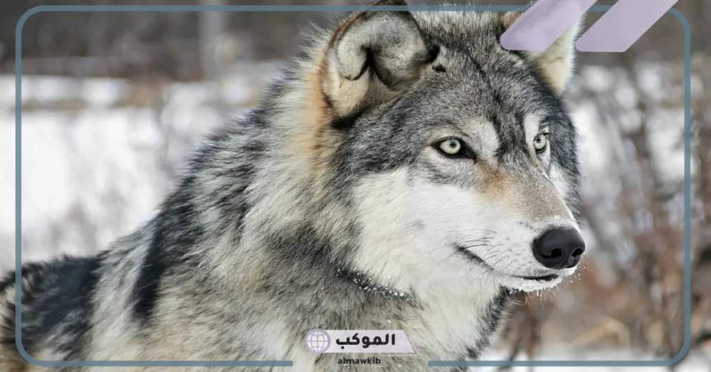 رؤية الذئب في المنام للرجل 