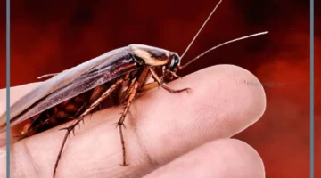 رؤية الصرصور في المنام