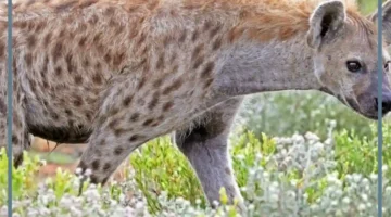 رؤية الضبع يهاجم في المنام لابن سيرين