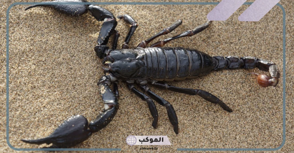 تفسير حلم العقرب الأسود للرجل 