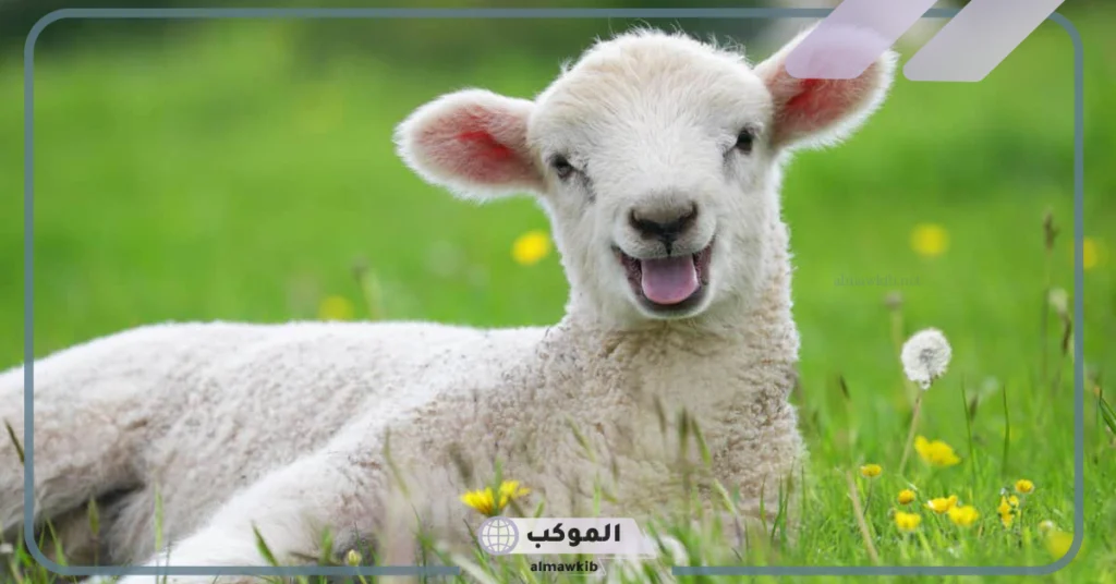 تفسير حلم رؤية الغنم في المنام للرجل والمرأة المتزوجة 6 تفسير حلم الغنم الكثيرة