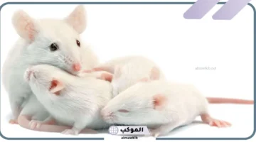 رؤية الفئران الصغيرة في المنام للمتزوجة