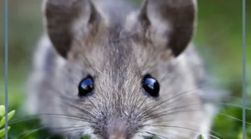 رؤية الفئران في الحلم