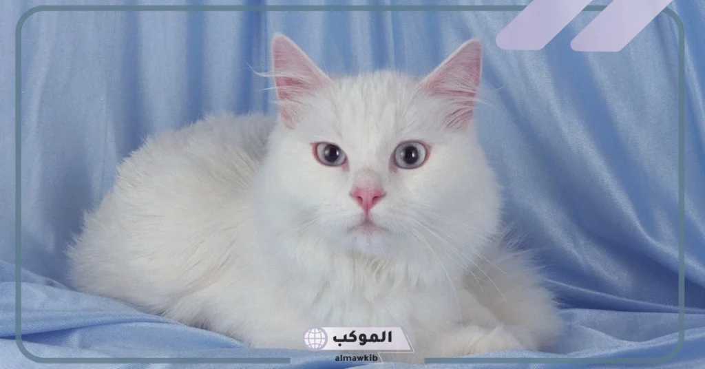 تفسير حلم القطة البيضاء للعزباء في المنام لابن سيرين والهجوم 5 رؤية قطة بيضاء في المنام للمتزوجة