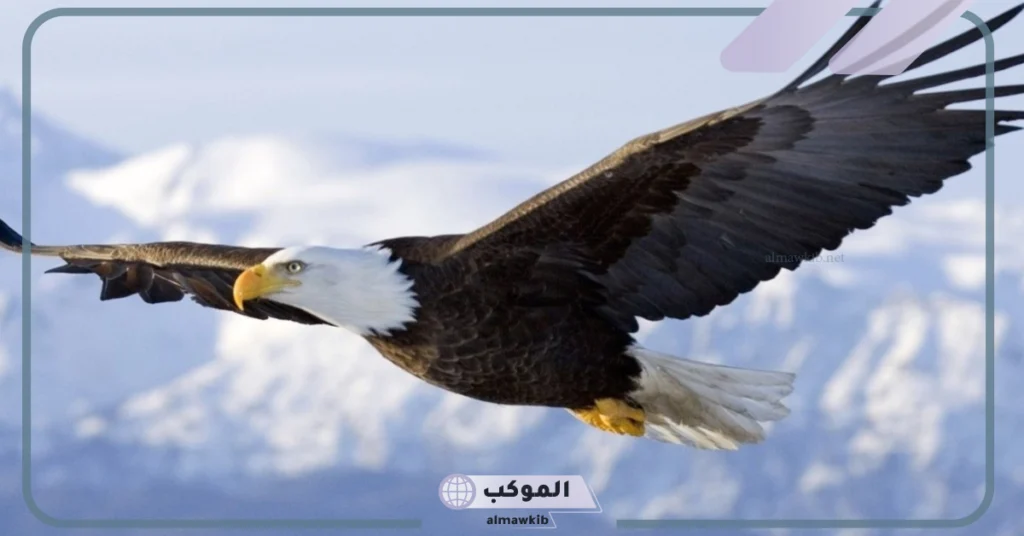 تفسير حلم النسر للمطلقة 