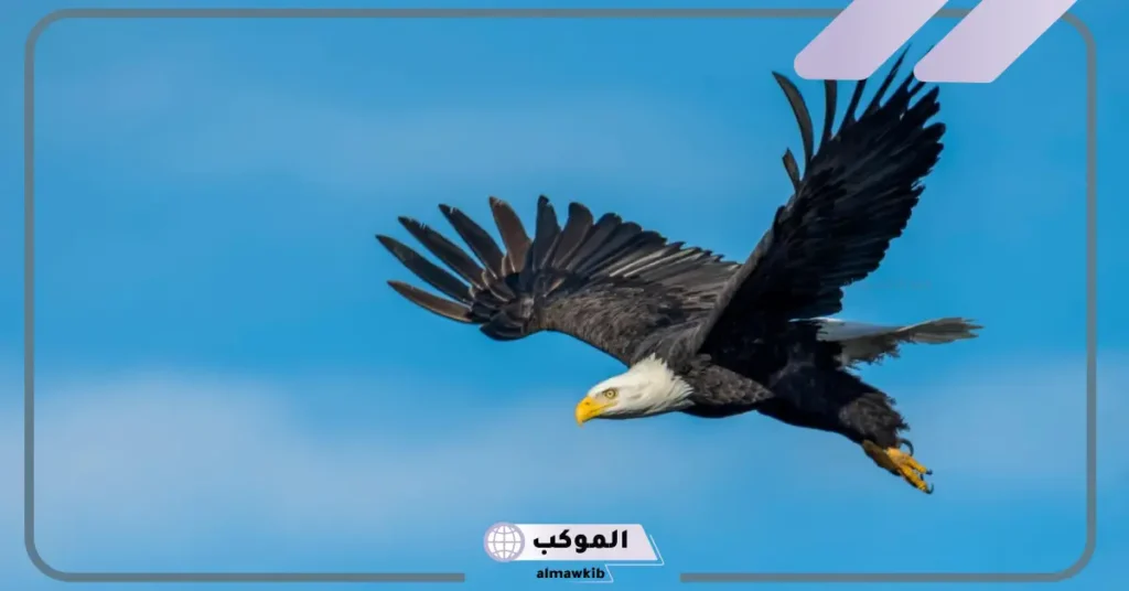 تفسير رؤية النسر في المنام للرجل