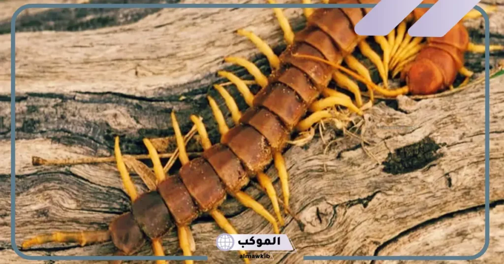 تفسير حلم ام اربع واربعين بالمنام للحامل والمتزوجة وقلتها لابن سيرين 6 تفسير حلم أم أربعة وأربعين لونها أصفر