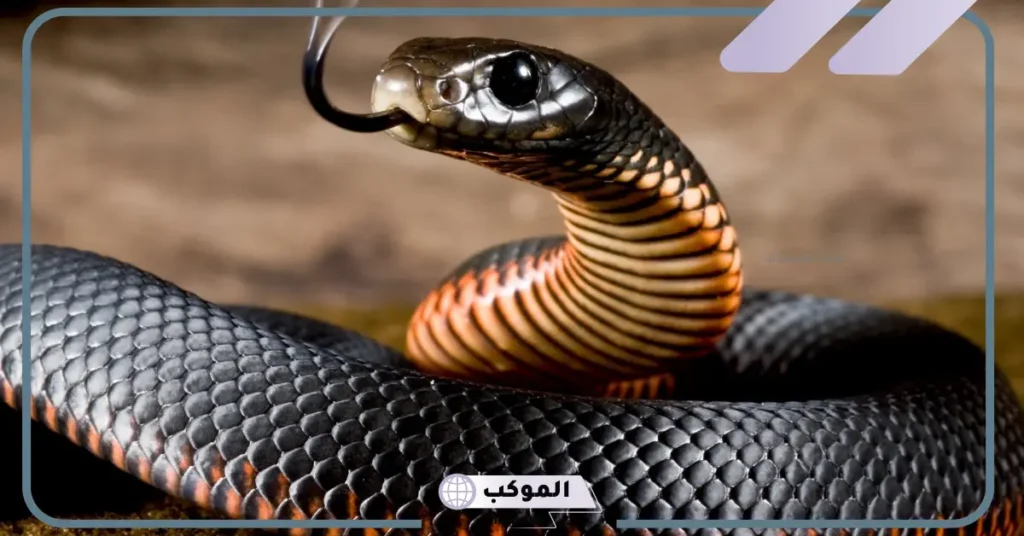 تفسير حلم الداب الاسود في المنام يهاجمني ورمزه لكبار العلماء 5 رؤية الثعبان الأسود في المنام للمتزوجة