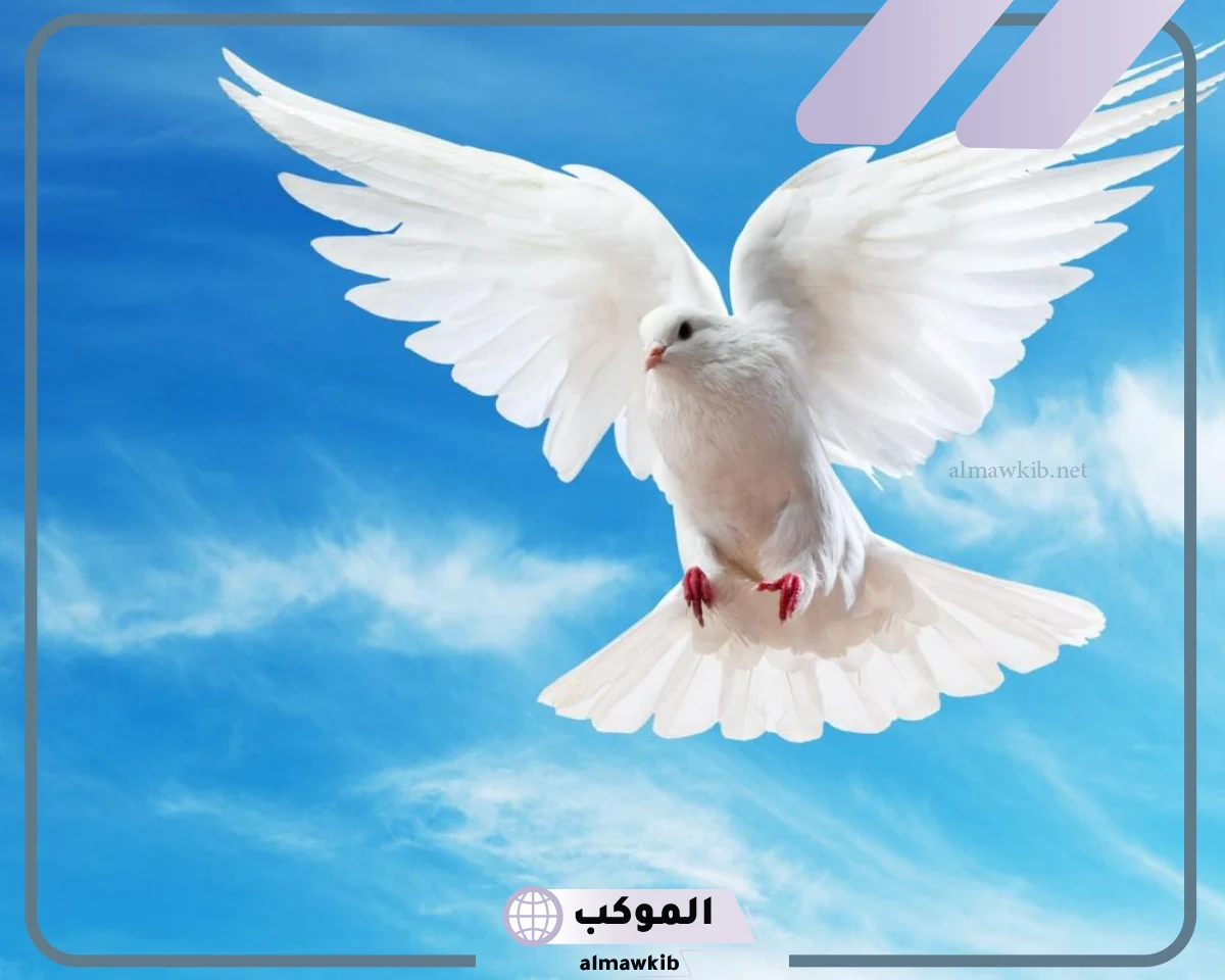 تفسير الحلم بحمامة بيضاء