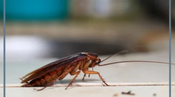 رؤية صراصير