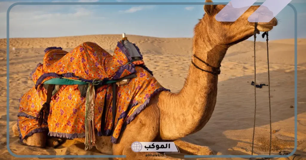 تفسير حلم اكل لحم الابل في المنام للمتزوجة والعزباء والرجل 6 توزيع لحم الجمل في المنام