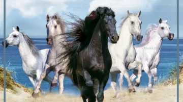 ركب الخيل في التاريخ