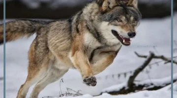رمز الذئب في المنام