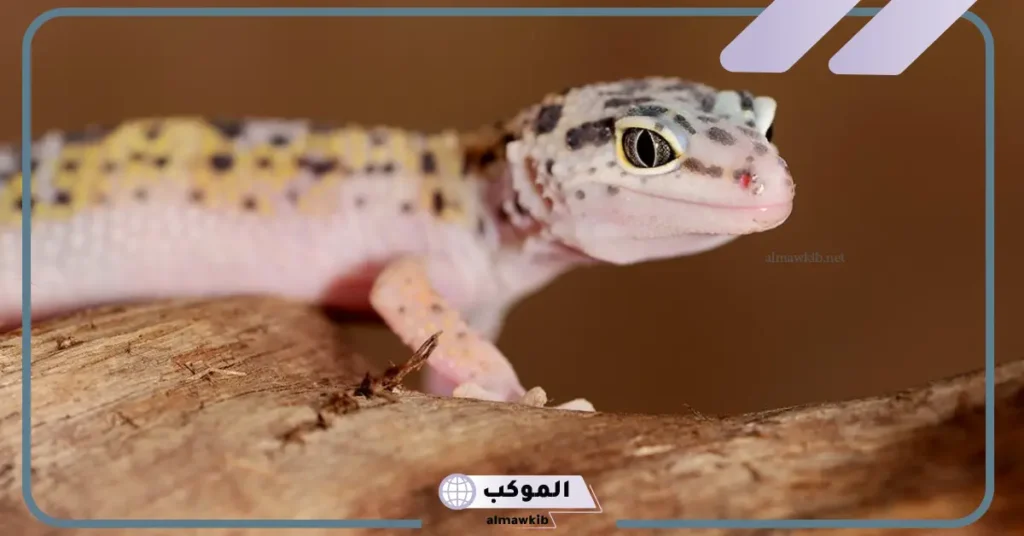 تفسير حلم البعرصي بالحلم للرجل والمرأة لابن سيرين 6 تفسير حلم أكل لحم الوزغ