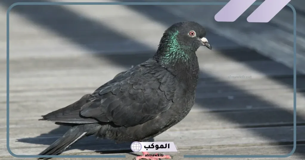 تفسير حلم الحمام الأبيض للعزباء