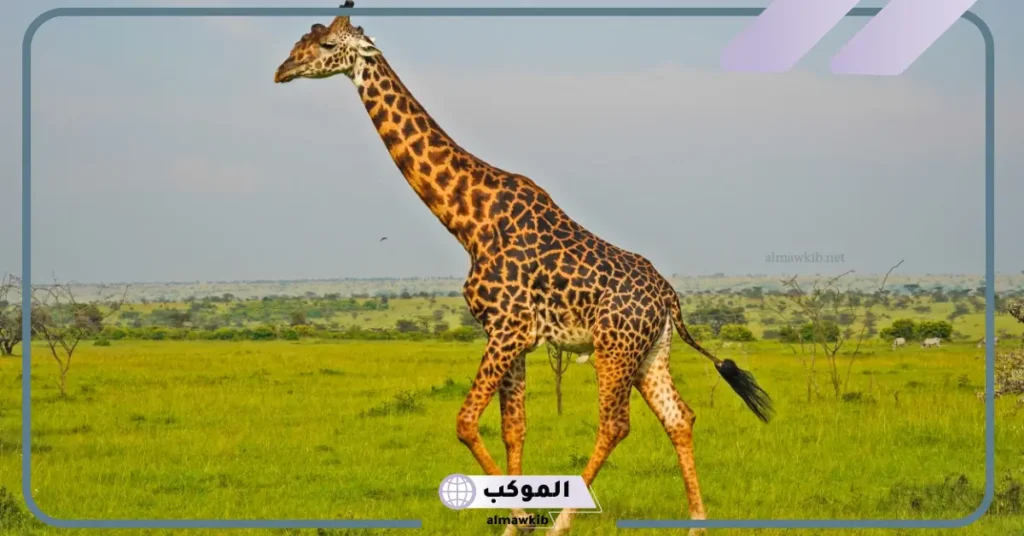 تفسير الزرافة في المنام للعزباء