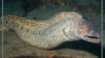 سمك الحنكليس