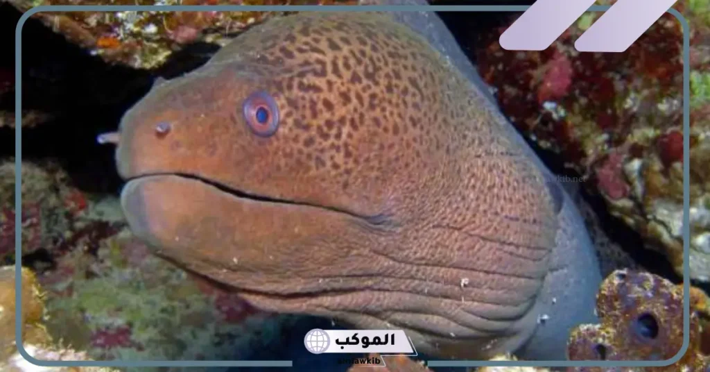 معلومات وحقائق عن السمكة الشاقة.. شاقة البحر على ماذا تتغذى؟ 5 سمك الحنكليس