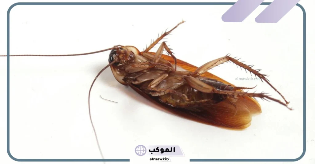 رؤية الصرصور في المنام للمتزوجة