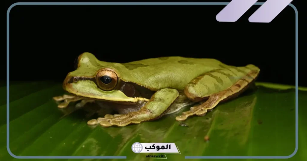سبب صوت الضفدع