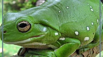 صوت الضفدع تسبيح