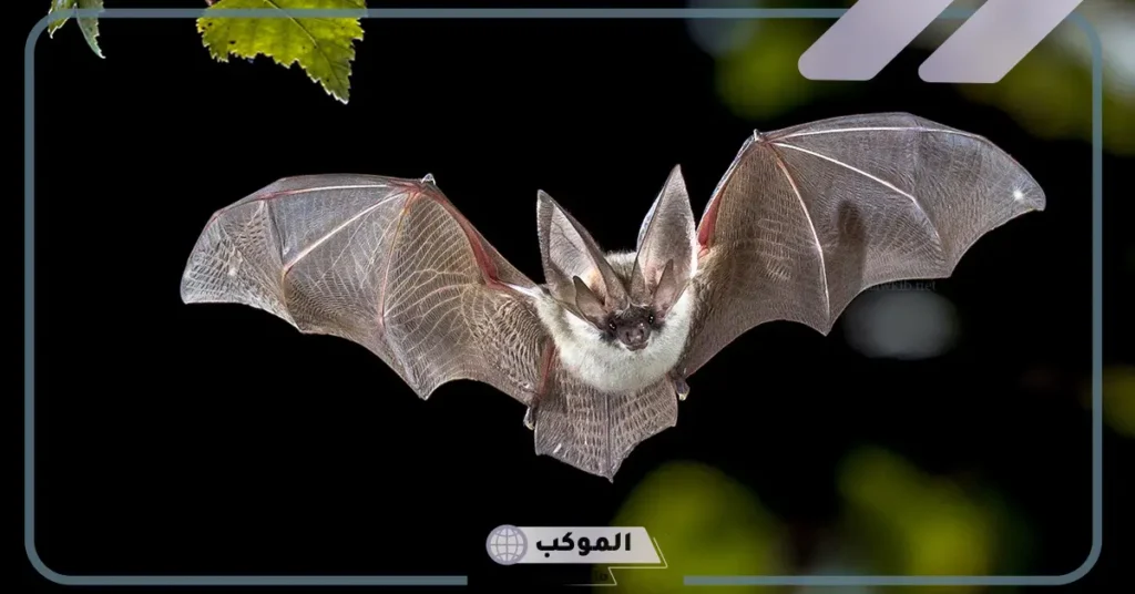 فوائد الخفاش 