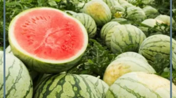 طلب الميت البطيخ في المنام