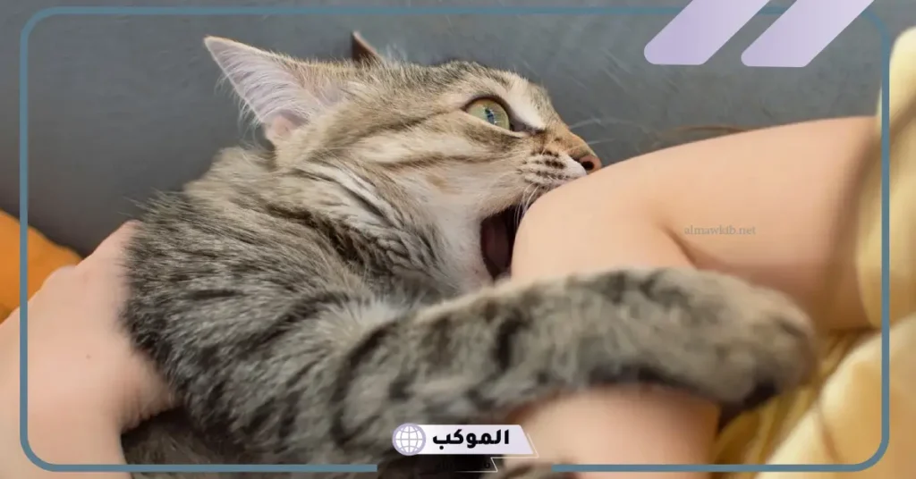 عض القطة في المنام في اليد اليسرى