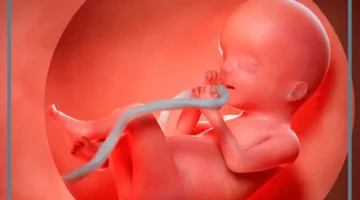 علاقة القرآن بنوع الجنين