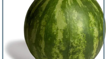 فاكهة البطيخ