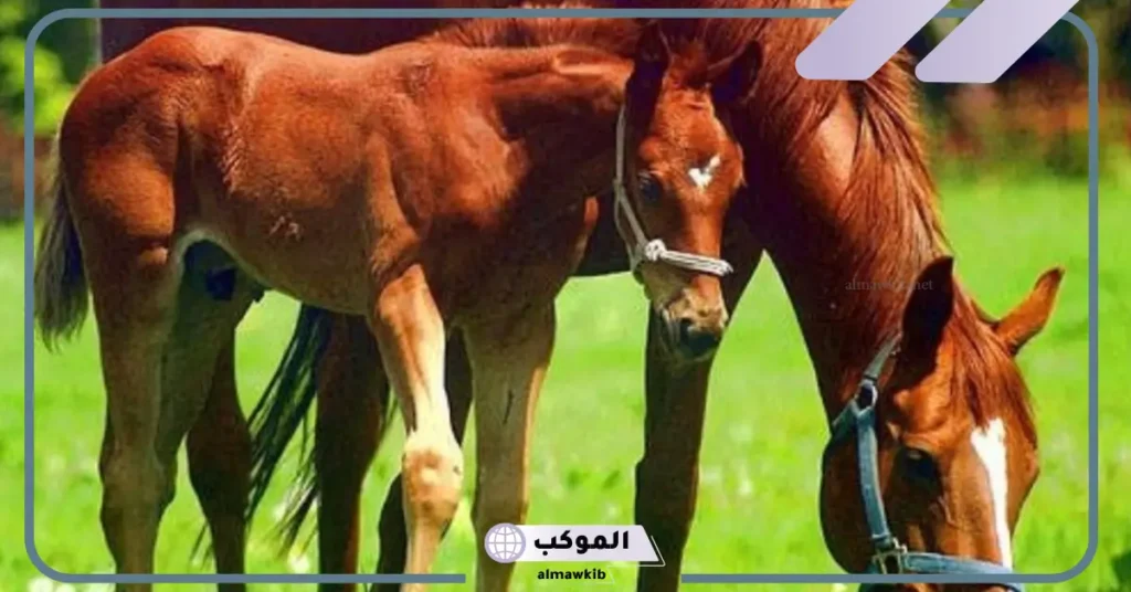 عدد قلوب الحوت