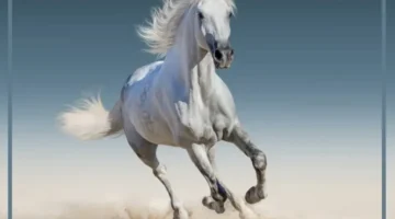 كم قلباً يمتلك الحصان