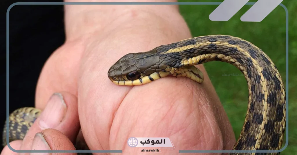 تفسير لدغة الأفعى في المنام للمتزوجة 