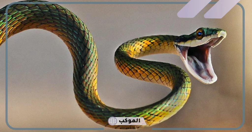 تفسير حلم لدغة الثعبان في القدم للرجل 