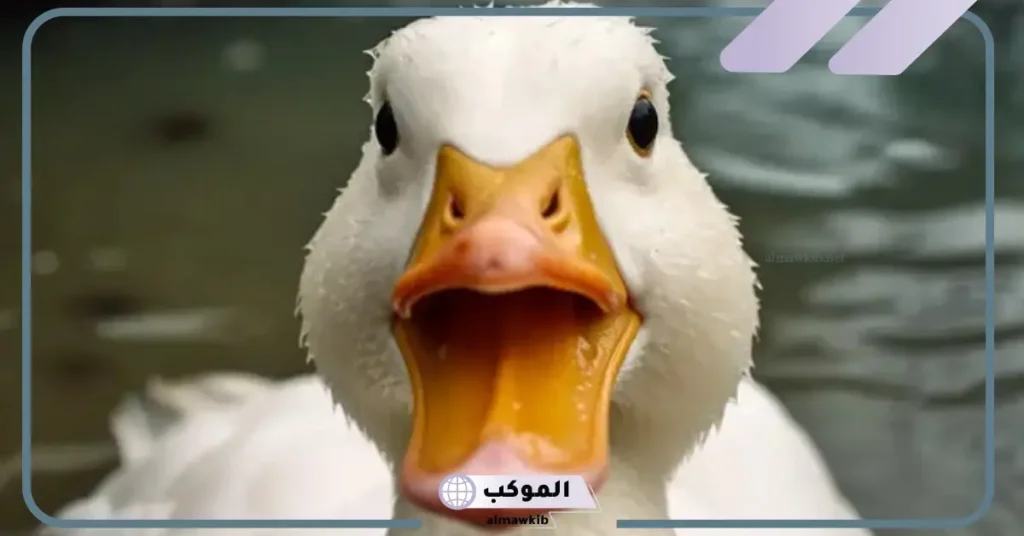 ما هو شكل اسنان البطه وهل لديها أسنان؟ ما العلاقة بين منقار البط وصوته؟ 5 أنواع منقار البط